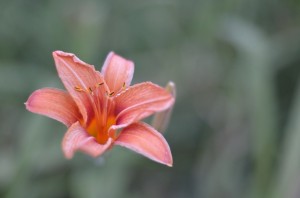 野地裡的百合花